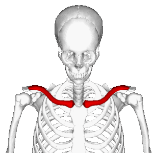 Clavicle Muscle Attachments Inflammation, TPL Orthopedics and Sports Medicine