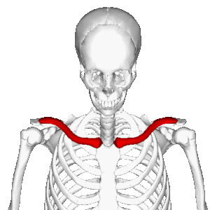 Clavicle Muscle Attachments Inflammation, T&amp;P Orthopedics and Sports Medicine